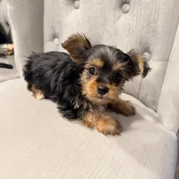 Mocha Latte, a male Yorkshire Terrier for sale in Fort Pierce, FL – Photo 7 of 10