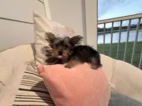 Teacup** Mocha Latte, a male Yorkshire Terrier for sale in Port Saint Lucie, FL – Photo 1 of 9