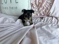 Mocha Latte, a male Yorkshire Terrier for sale in Fort Pierce, FL – Photo 8 of 8