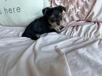 Mocha Latte, a male Yorkshire Terrier for sale in Fort Pierce, FL – Photo 2 of 8