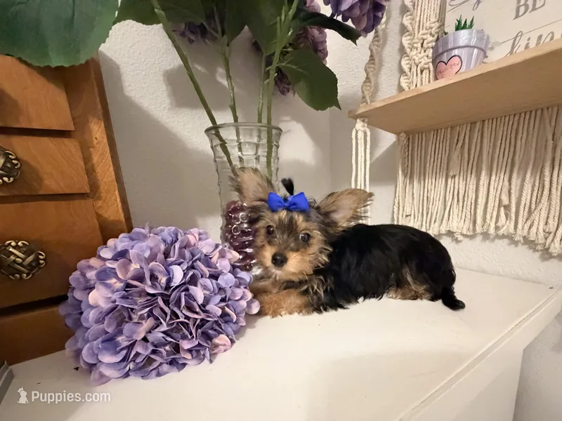 Mocha Latte – Yorkshire Terrier puppy for sale in Fort Pierce, FL