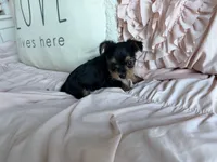 Mocha Latte, a male Yorkshire Terrier for sale in Fort Pierce, FL – Photo 5 of 8