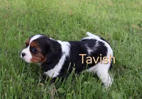 Tavish, a male Cavalier King Charles Spaniel for sale in Geneva, NY – 4 of 7