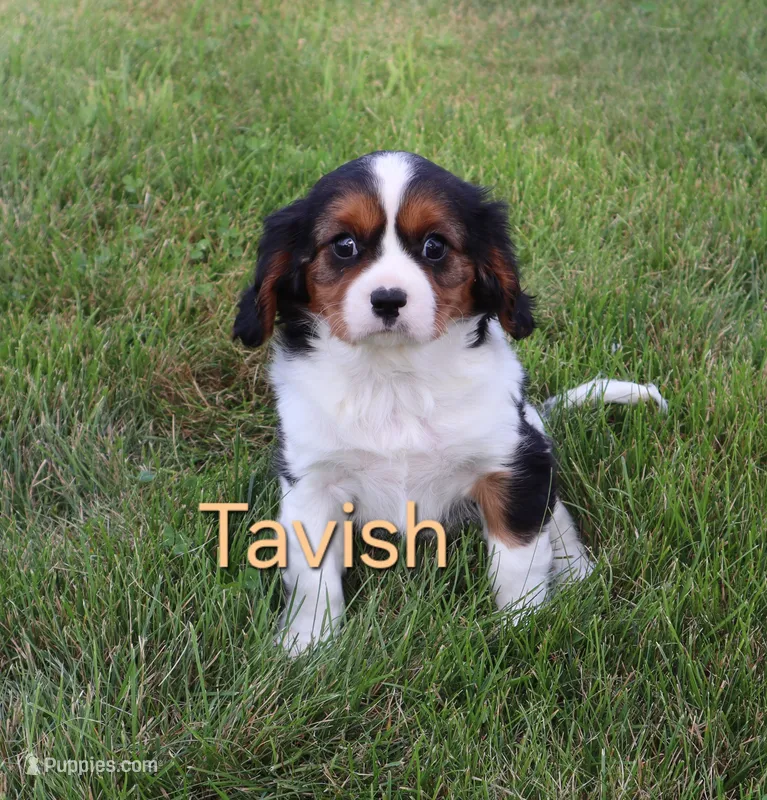 Tavish – Cavalier King Charles Spaniel puppy for sale in Geneva, NY