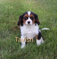 Tavish, a male Cavalier King Charles Spaniel for sale in Geneva, NY – 2 of 7