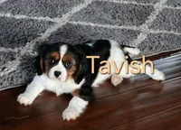 Tavish, a male Cavalier King Charles Spaniel for sale in Geneva, NY – 3 of 7
