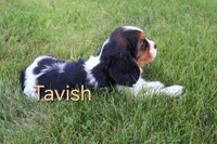 Tavish, a male Cavalier King Charles Spaniel for sale in Geneva, NY – 5 of 7