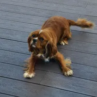 Shakira, a female Cavalier King Charles Spaniel for sale in Geneva, NY – 6 of 7