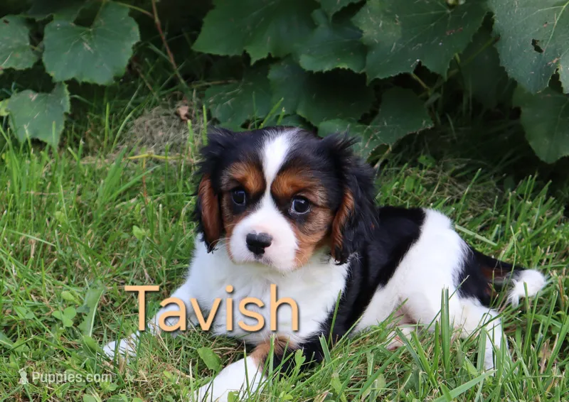 Tavish – Cavalier King Charles Spaniel puppy for sale in Geneva, NY