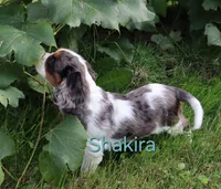Shakira, a female Cavalier King Charles Spaniel for sale in Geneva, NY – 3 of 7