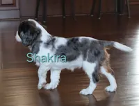 Shakira, a female Cavalier King Charles Spaniel for sale in Geneva, NY – 5 of 7