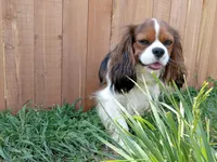 Tavish, a male Cavalier King Charles Spaniel for sale in Geneva, NY – 7 of 7