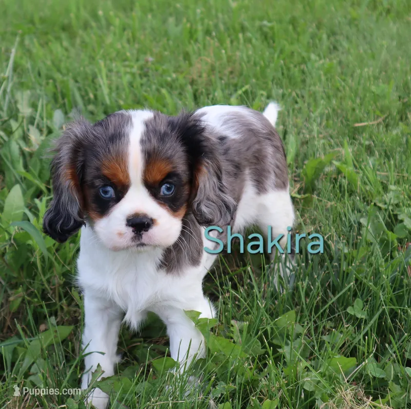Shakira – Cavalier King Charles Spaniel puppy for sale in Geneva, NY
