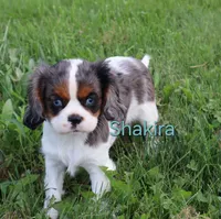 Shakira, a female Cavalier King Charles Spaniel for sale in Geneva, NY – 1 of 7