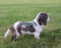 Shakira, a female Cavalier King Charles Spaniel for sale in Geneva, NY – 4 of 7