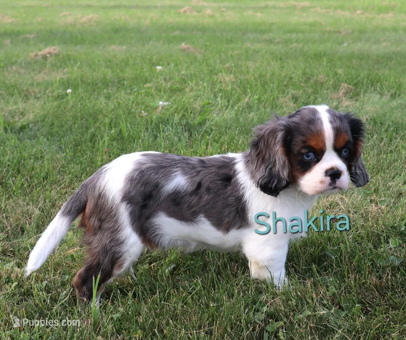 Shakira – Cavalier King Charles Spaniel puppy for sale in Geneva, NY