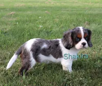 Shakira, a female Cavalier King Charles Spaniel for sale in Geneva, NY – 2 of 7