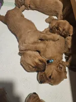 Elsa, a female Golden Retriever for sale in Fort Scott, KS – Photo 7 of 8