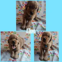 Elsa, a female Golden Retriever for sale in Fort Scott, KS – Photo 3 of 8