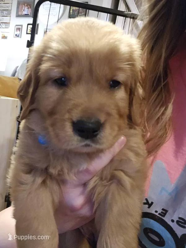 Elsa – Golden Retriever puppy for sale in Fort Scott, KS