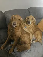 Elsa, a female Golden Retriever for sale in Fort Scott, KS – Photo 6 of 8