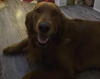 Elsa, a female Golden Retriever for sale in Fort Scott, KS – Photo 4 of 8