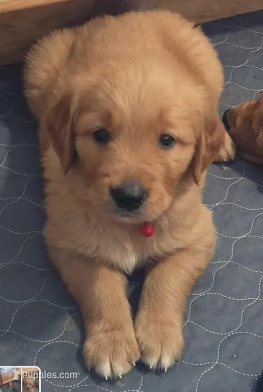 Simba – Golden Retriever puppy for sale in Fort Scott, KS