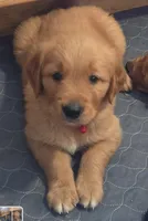 Simba, a male Golden Retriever for sale in Fort Scott, KS – Photo 1 of 6