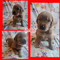 Simba, a male Golden Retriever for sale in Fort Scott, KS – Photo 4 of 6