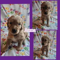 Anna, a female Golden Retriever for sale in Fort Scott, KS – Photo 4 of 6
