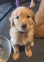 Anna, a female Golden Retriever for sale in Fort Scott, KS – Photo 2 of 6