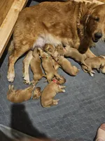 Anna, a female Golden Retriever for sale in Fort Scott, KS – Photo 6 of 6