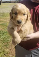 Anna, a female Golden Retriever for sale in Fort Scott, KS – Photo 1 of 6