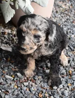 Sweet Merle Female Poodle, a female Poodle - Multi-Colored Standard for sale in Parma, ID – 2 of 4