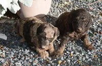 Brown Phantom Male Poodle Puppy, a male Poodle - Multi-Colored Standard for sale in Parma, ID – 2 of 4