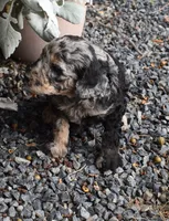 Sweet Merle Female Poodle, a female Poodle - Multi-Colored Standard for sale in Parma, ID – 3 of 4