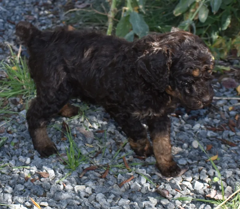 Brown Phantom Male Poodle Puppy – Poodle - Multi-Colored Standard puppy for sale in Parma, ID