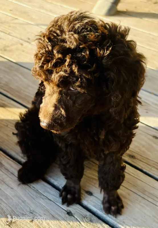 Brown Female Poodle – Poodle - Multi-Colored Standard puppy for sale in Parma, ID
