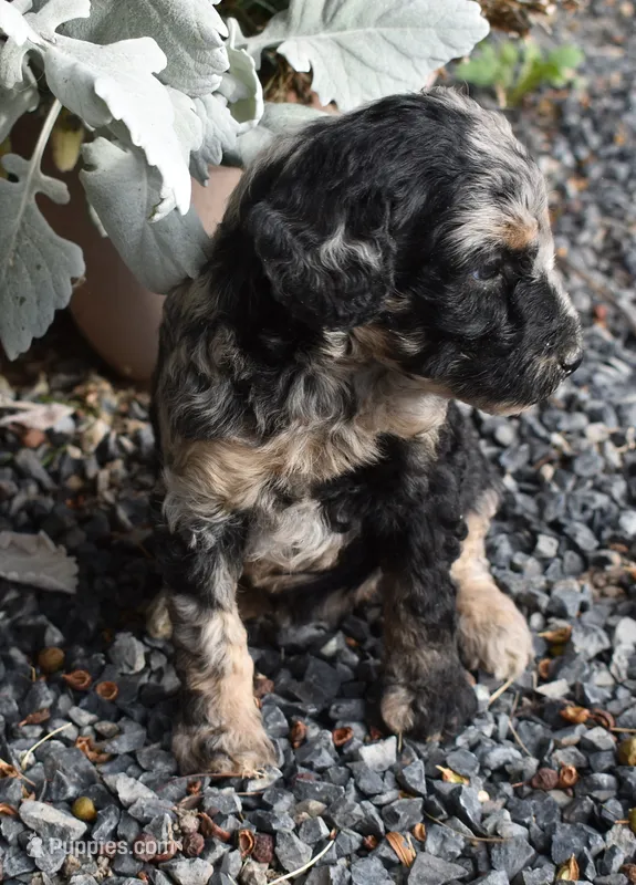 Sweet Merle Female Poodle – Poodle - Multi-Colored Standard puppy for sale in Parma, ID
