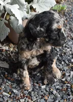 Sweet Merle Female Poodle, a female Poodle - Multi-Colored Standard for sale in Parma, ID – 1 of 4