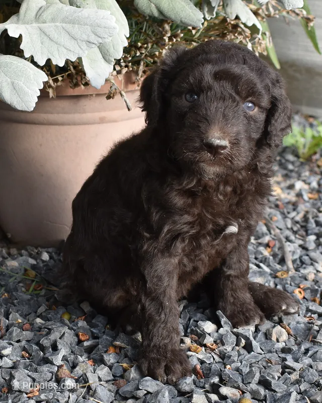 Brown Female Poodle – Poodle - Multi-Colored Standard puppy for sale in Parma, ID