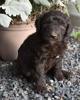 Brown Female Poodle, a female Poodle - Multi-Colored Standard for sale in Parma, ID – 1 of 4