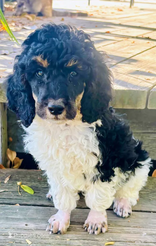 Black Tri Male Poodle Puppy – Poodle - Multi-Colored Standard puppy for sale in Parma, ID