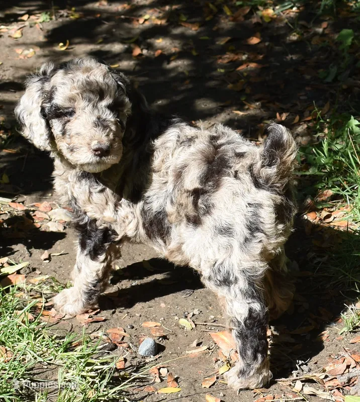 Merle Male Poodle Puppy – Poodle - Multi-Colored Standard puppy for sale in Parma, ID