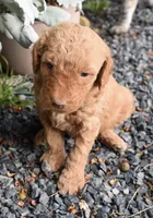 Apricot Male Poodle, a male Poodle - Multi-Colored Standard for sale in Parma, ID – 2 of 4