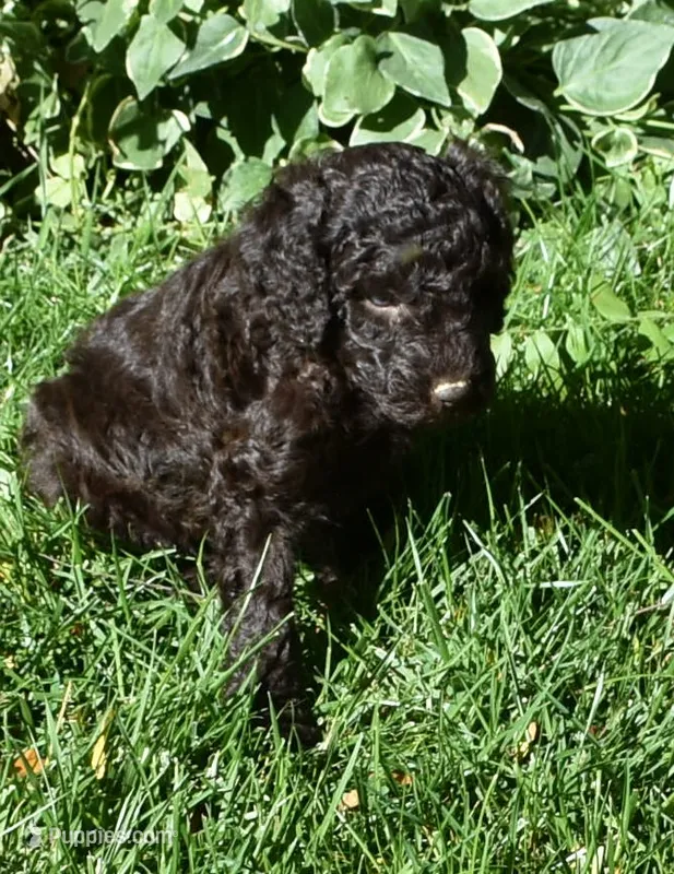 Chocolate Brown Female Poodle – Poodle - Multi-Colored Standard puppy for sale in Parma, ID