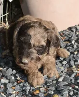 Merle Female Two Poodle, a female Poodle - Multi-Colored Standard for sale in Parma, ID – 2 of 8