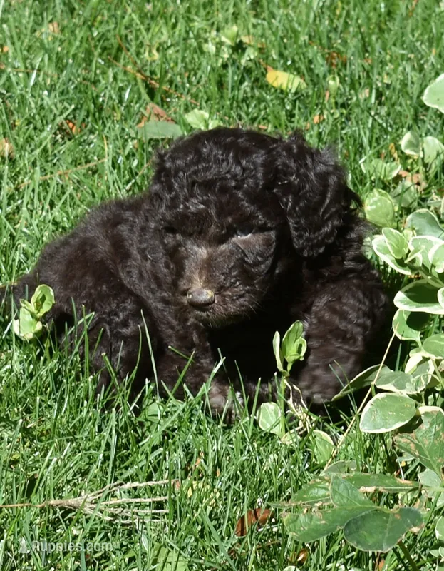 Brown Female Poodle – Poodle - Multi-Colored Standard puppy for sale in Parma, ID
