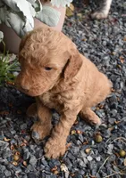 Apricot Male Poodle, a male Poodle - Multi-Colored Standard for sale in Parma, ID – 4 of 4