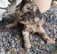 Merle Female One Poodle, a female Poodle - Multi-Colored Standard for sale in Parma, ID – 8 of 8